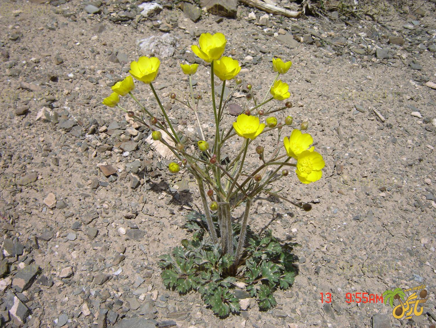 آلاله چمنزار